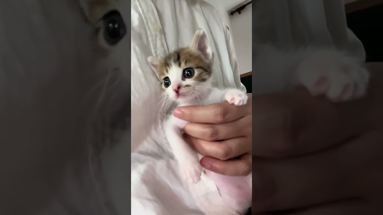 Daily Dose of Cuteness: Cat Cuddles  