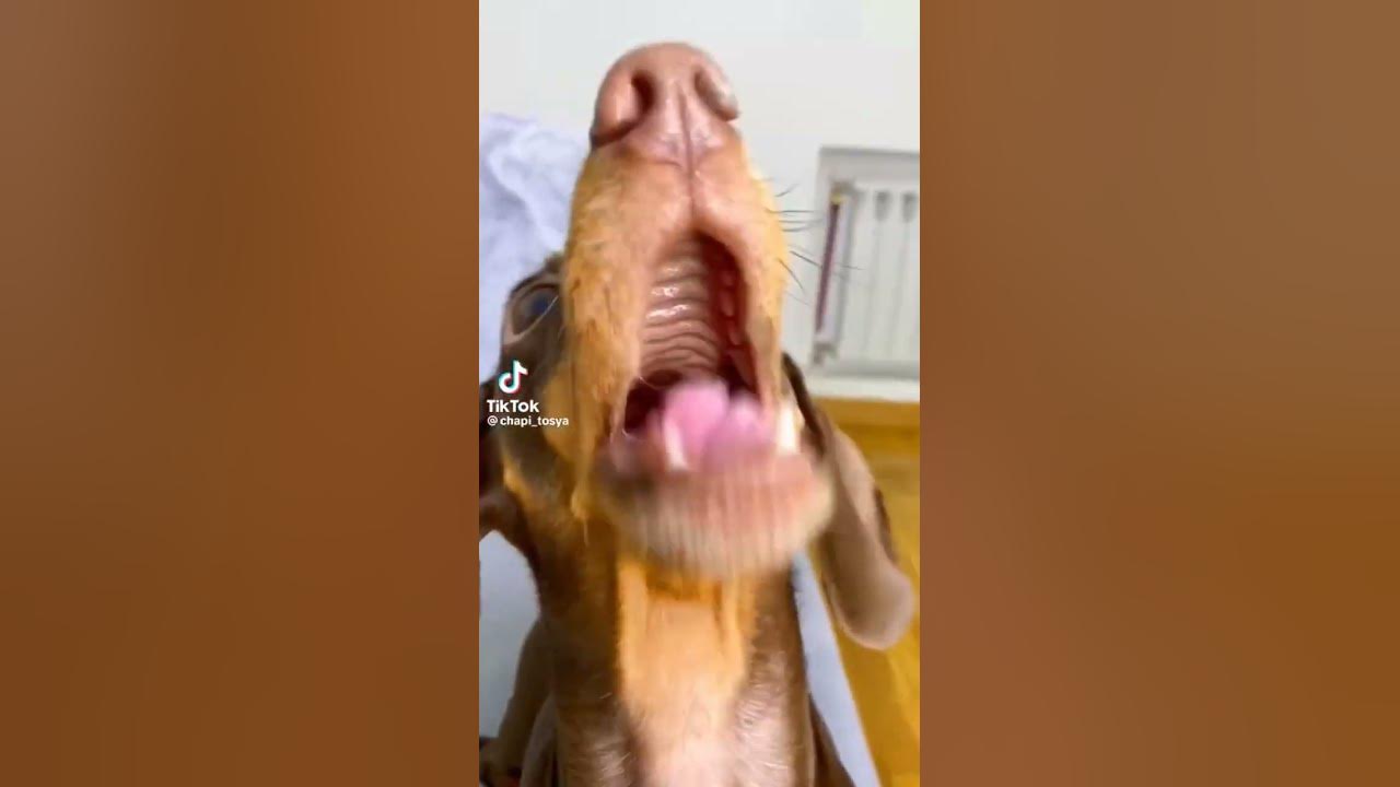 Вот как кричит по-настоящему собака😹😂 - YouTube