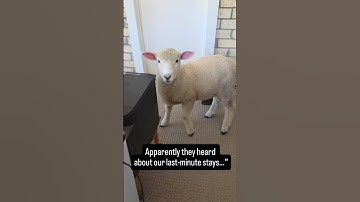 Baby Lambs Take Over the Office 🐑 | Life on a NZ Farmstay www.stayatripples.co.nz
