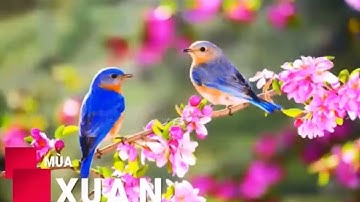 BẢN TIN DỰ BÁO THỜI TIẾT NGÀY VÀ ĐÊM 1/2/2022 (Mùng 1 Tết)