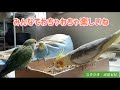 みんなでわちゃわちゃ楽しいね　#セキセイインコ　#オカメインコ　#コザクラインコ