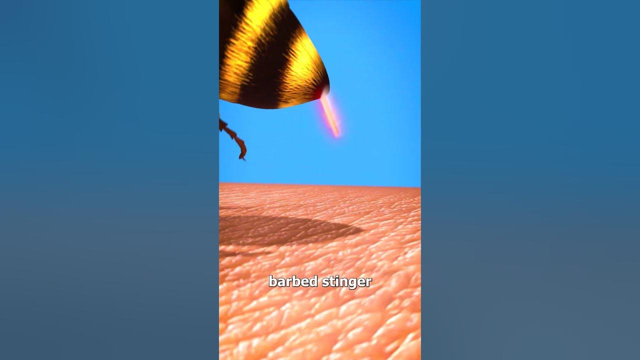 Why Bees Die After They Sting You 😳
