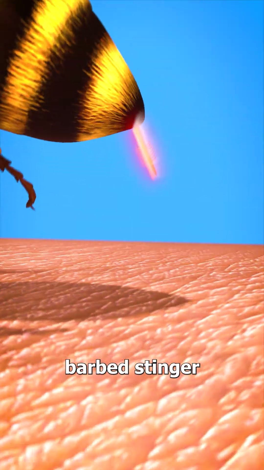 Why Bees Die After They Sting You ?