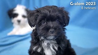 A Domoszlói-Vadász Kennel G-betűs alma  8 hetesen by Dorsett 658 views 3 months ago 8 minutes, 8 seconds