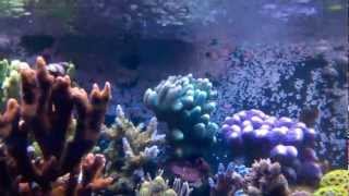 Reef Tank Water Surface Movement