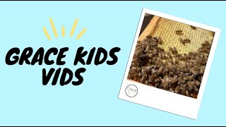GK Vid: Virtual Field Trip to the Bees