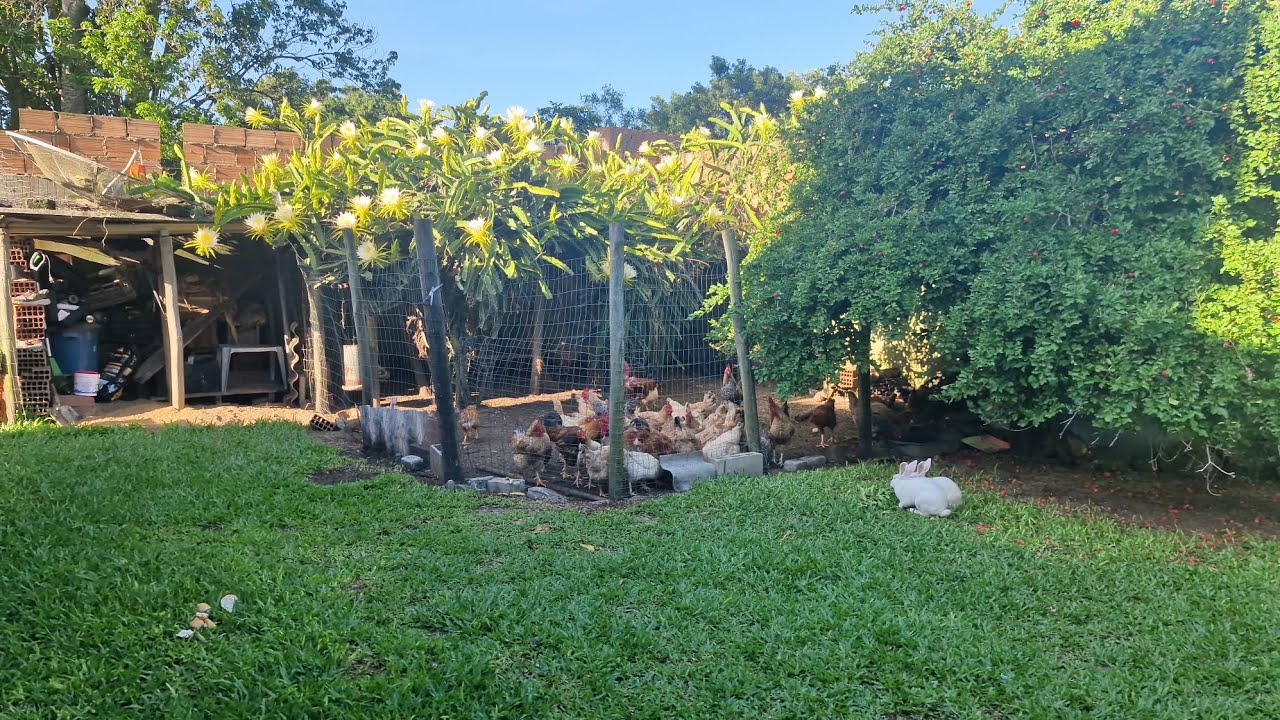 Vida Na Roça, Alimentando os Animais 