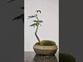 5 months in 20 seconds🌳 #bonsai #maple #timelapse #clip #and #grow #tree #moss #healthy #lst #hst