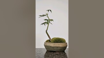 5 months in 20 seconds🌳 #bonsai #maple #timelapse #clip #and #grow #tree #moss #healthy #lst #hst