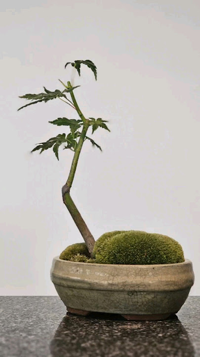 5 months in 20 seconds🌳 #bonsai #maple #timelapse #clip #and #grow #tree #moss #healthy #lst #hst