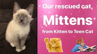 Funny Cat Video Our Rescued Cat- From Kitten To Teen Cat Cat Compilation Videos