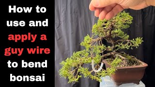 How to use and apply a guy wire to bend trunks and branches on bonsai