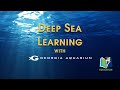 Deep Sea Learning: Tsunamis Part 2