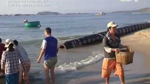 Cá cơm thất thu: nguyên nhân vì đâu?