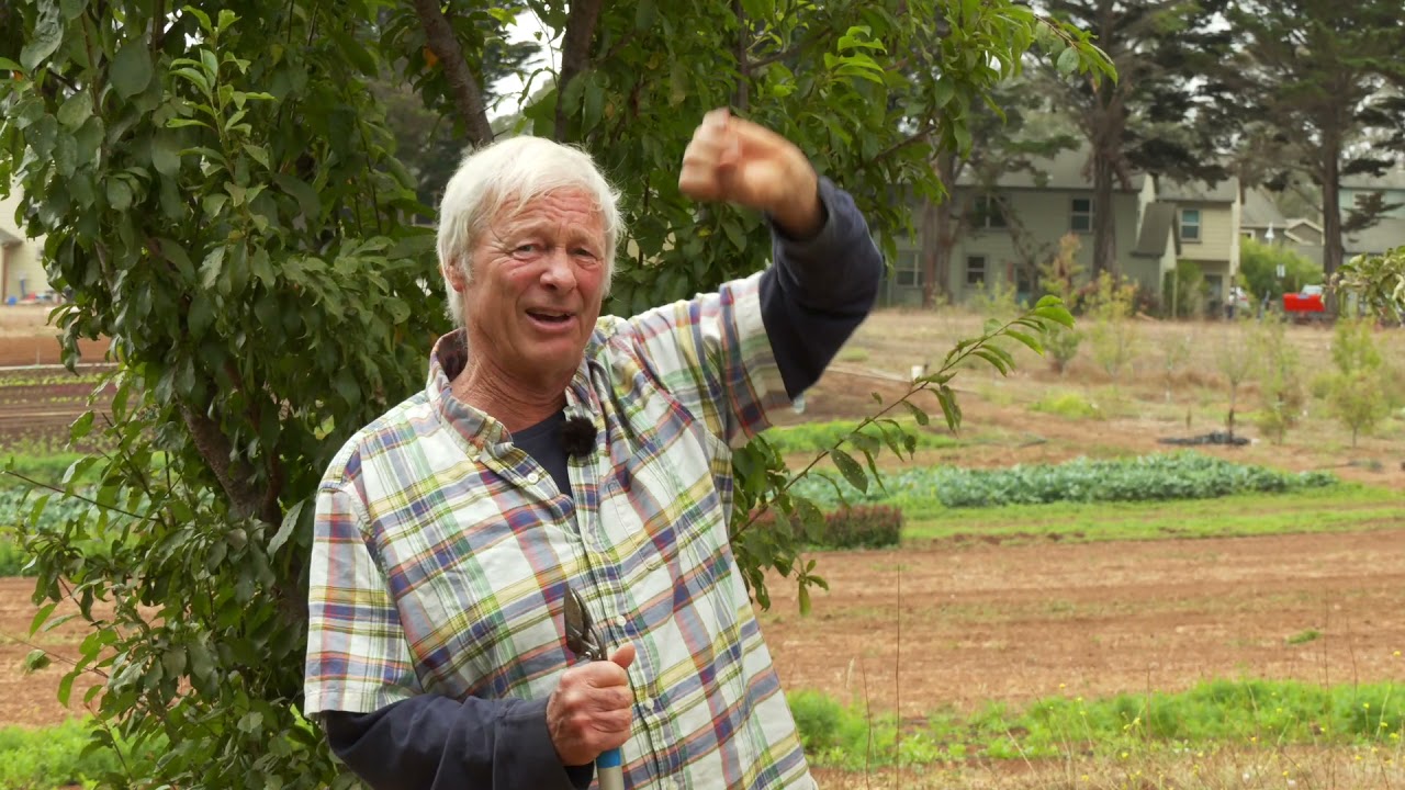 How to Reduce the Size of a Santa Rosa Plum Tree That has Grown Too Tall
