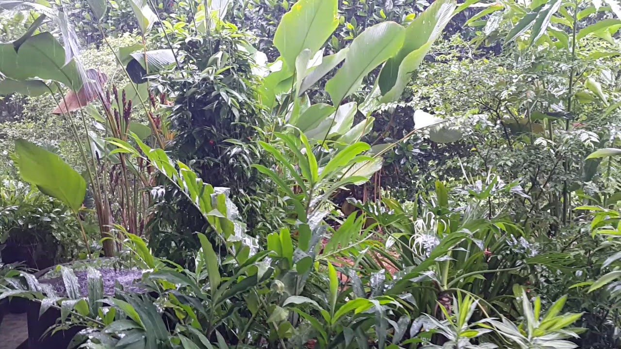 Hujan Turun & Angin Bertiup Kencang - YouTube