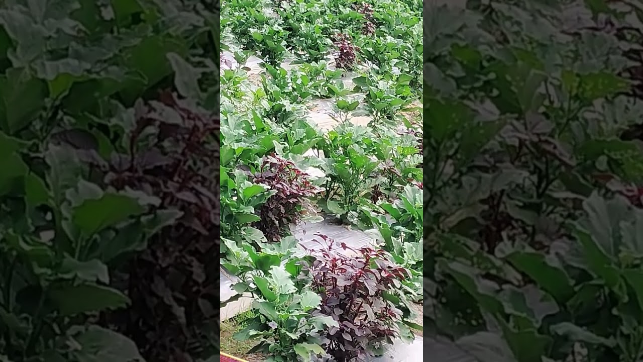 brinjal and amaranth intercrop# 