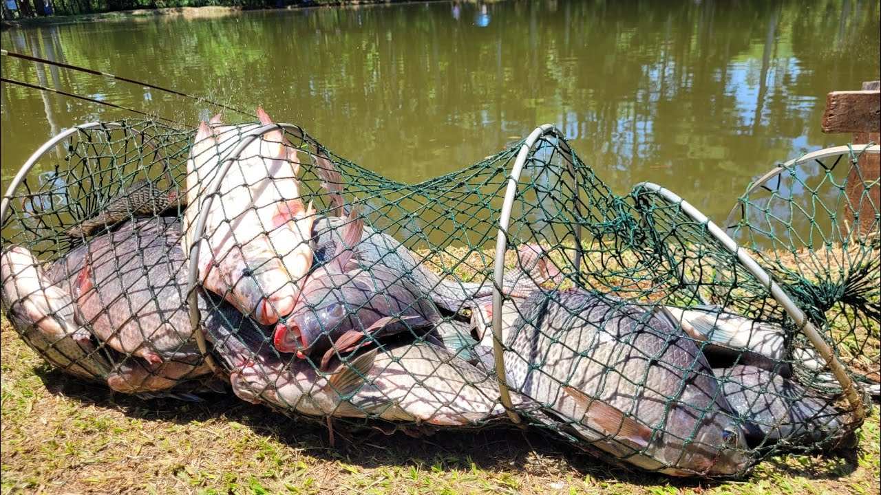 DICA PRA PEGAR 10 TILÁPIAS RAPIDÃO NO PESQUEIRO 