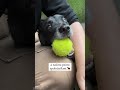 Novinka pre milovníkov 🐶!
