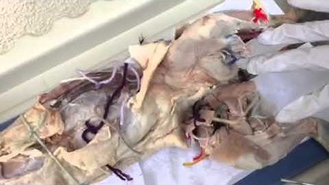 Cat dissection tutorial video