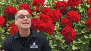 #25 - Fantasia Red Geranium