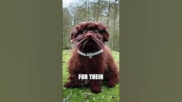 The Three Smallest Mythological Creatures to Ever Exist?