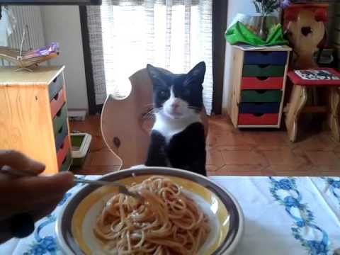 Video: È L'ossessione O La Fame Che Spinge Il Tuo Gatto A Chiedere Cibo?