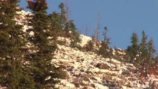 Wyoming Giant - Star Valley Outfitters