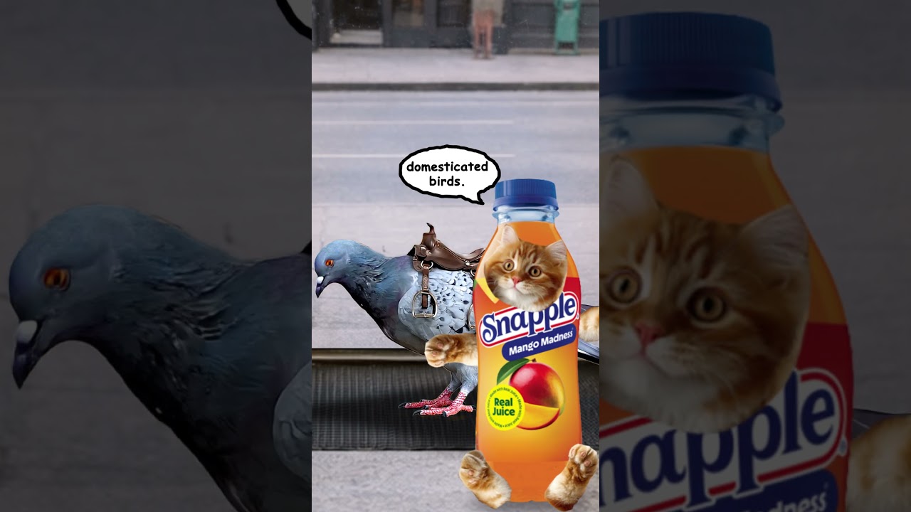 Bodega Cats Episode 8: Pigeon Dragons