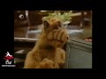 Alf quema la television enfrente de Willy