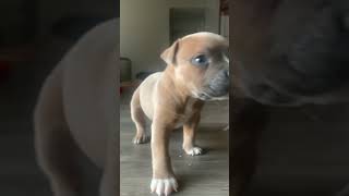 3 Week Old Pitbull Puppy