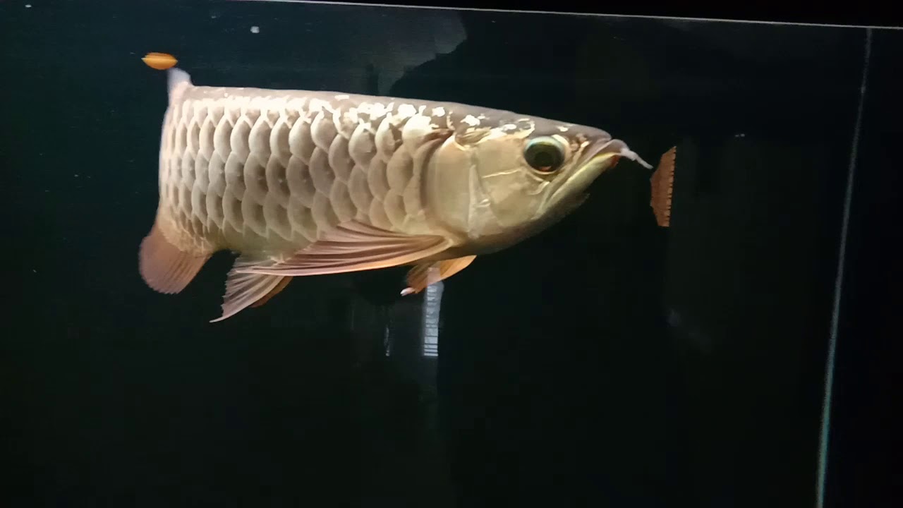Arowana Malaysia Golden Blue Base YouTube