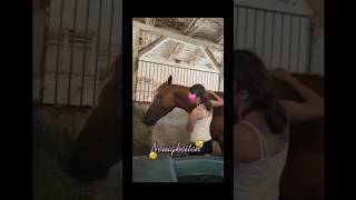 💗💗 // #fypシ #horse #equestrian #pony #voicover #pferdekauf