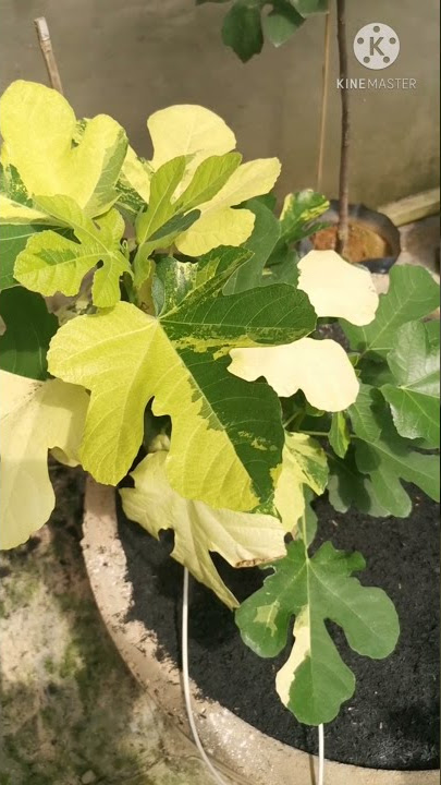 Fig CdA Variegated
