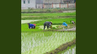 Binaural Melodies Efficient Work Rainfall