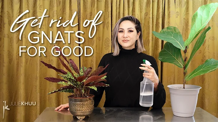 How to Get Rid of Gnats Indoors (Save your plants! Take back our homes!)