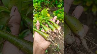 Growing Adenium From Seeds