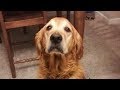 Dogs Doesn&#39;t Like Singing Compilation