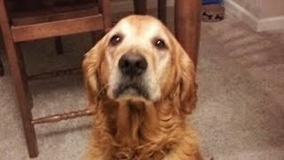 Dogs Doesnt Like Singing Compilation
