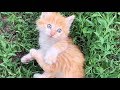 Милый котик играется//Самое милое видео// Cute cat is played// The cutest video// Funny cat