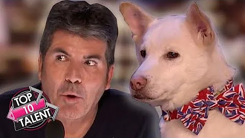 SMARTEST DOG Auditions On Got Talent EVER!