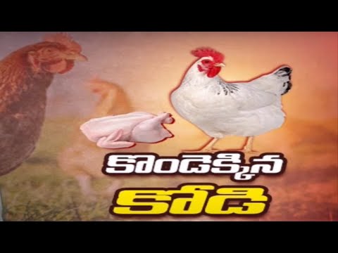 కొండెక్కిన కోడి | Chicken Price Hike in Hyderabad | Telangana | TV5 News - TV5NEWS