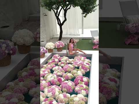 Flower Power Dubai Premium Hydrangeas With 1 Hour Delivery FlowerPowerDubai