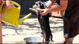 Woof Washer | The Henry Ford’s Innovation Nation