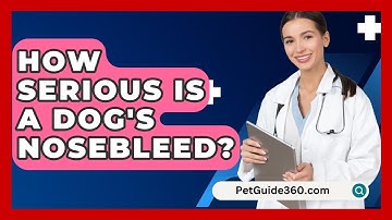 How Serious Is A Dog