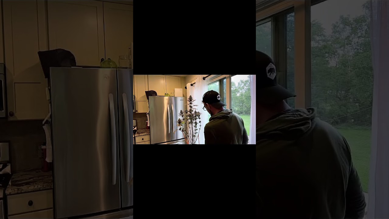 Slim 750S NextGen Harvest - Amazing bud quality from 