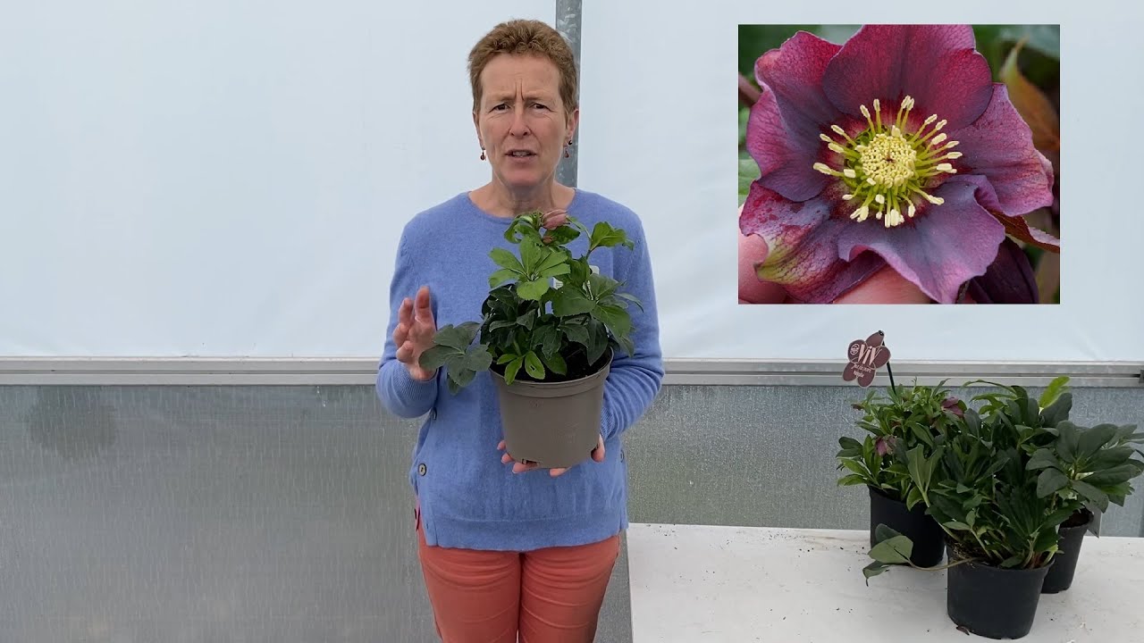 Hellebores with Rosy Hardy