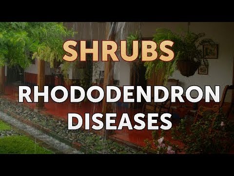 Rhododendron Diseases
