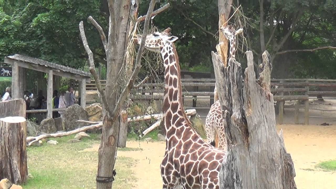 London Zoo - YouTube