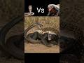 Black Mamba and Bees  to Attack a Honey Badger 😱 #shorts #animals